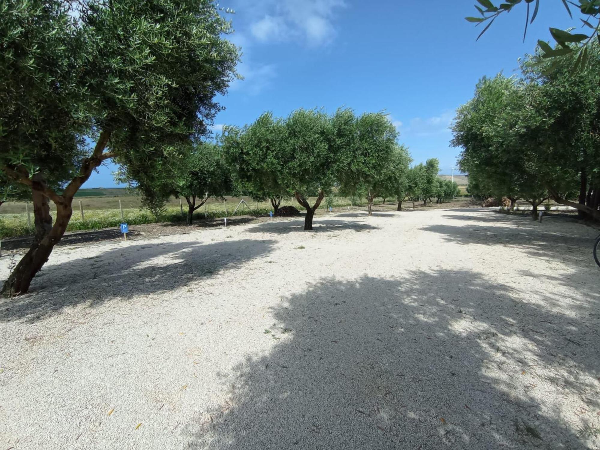 Tenuta Viale Degli Ulivi San Martino in Pensilis Exterior photo
